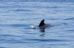 Avvistamento cetacei a Tenerife -Bonadea II