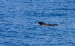 Avvistamento cetacei a Tenerife -Bonadea II
