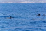 Avvistamento cetacei a Tenerife -Bonadea II