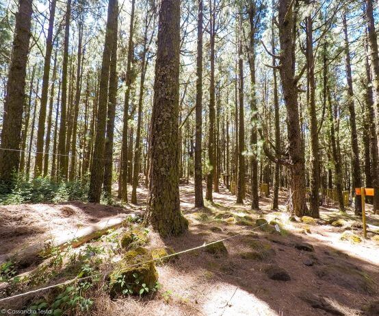 Forestal Park di Tenerife