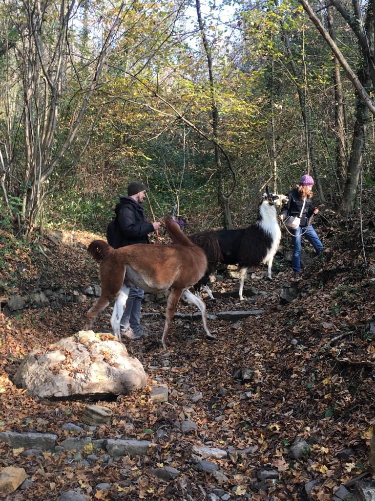 Trekking coi lama in Valle Imagna