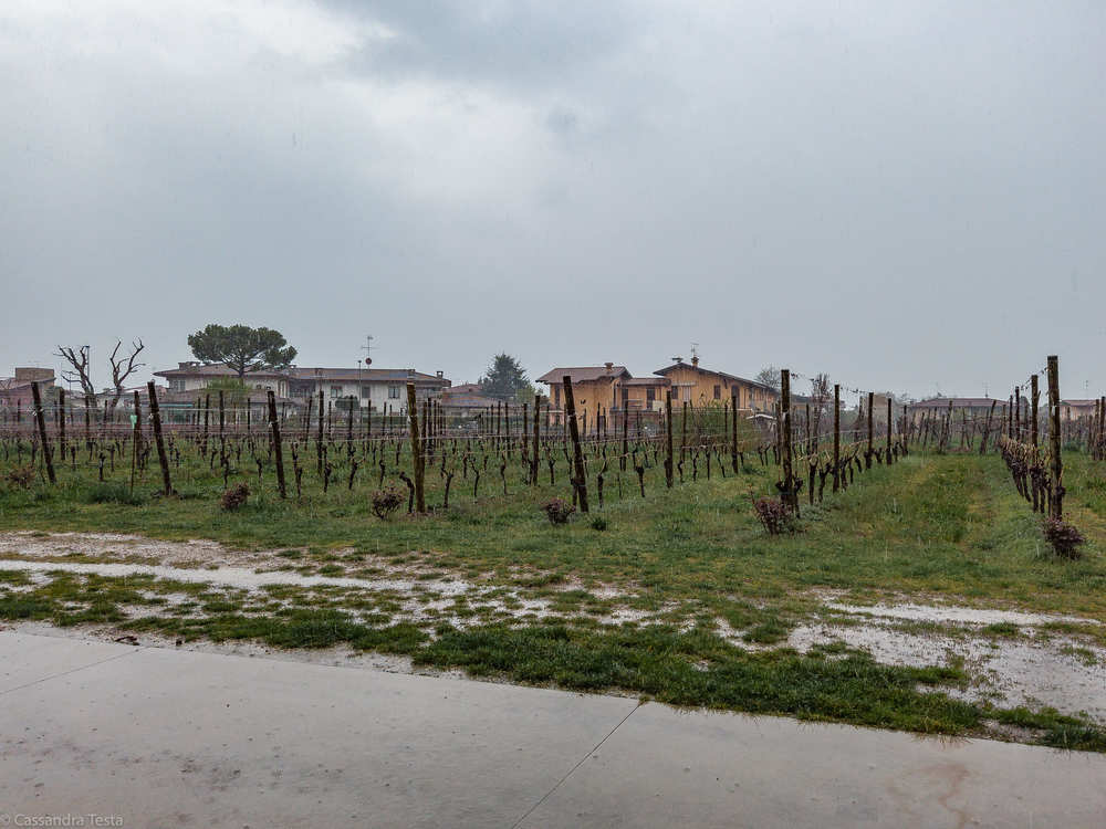 Vigneti Cascina Maddalena