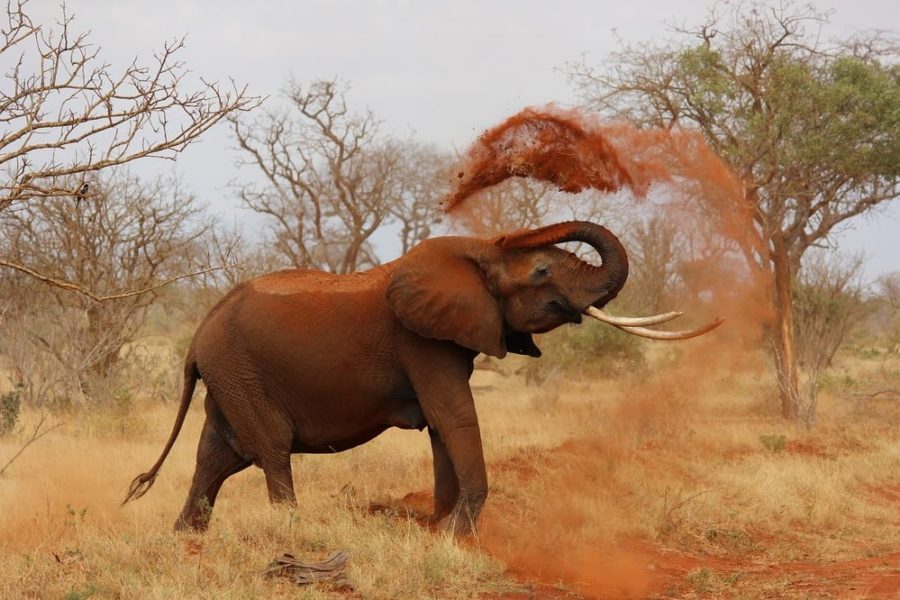 Safari in Kenya