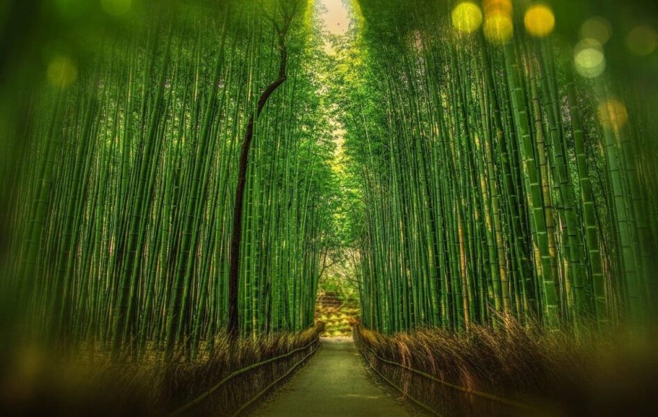 Foresta Bambu Kyoto