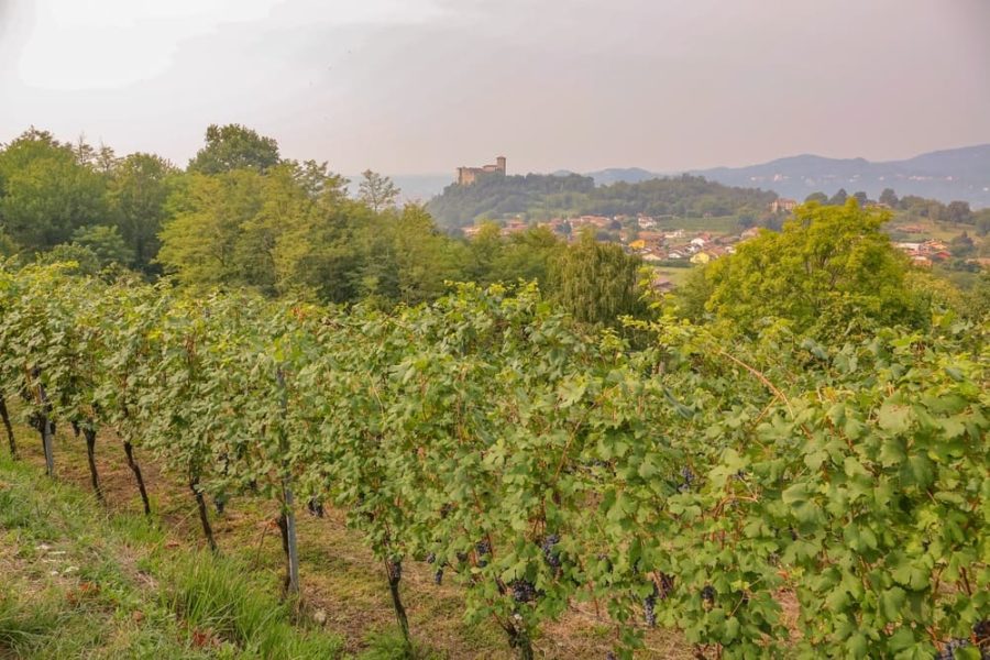 VIsta sulla Rocca di Angera dai vigneti