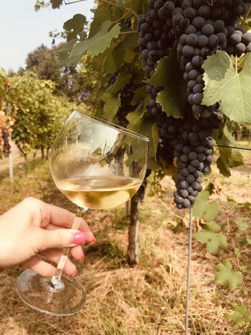 Vino bianco di Cascina Piano