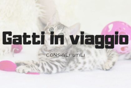 Portare i gatti in vacanza