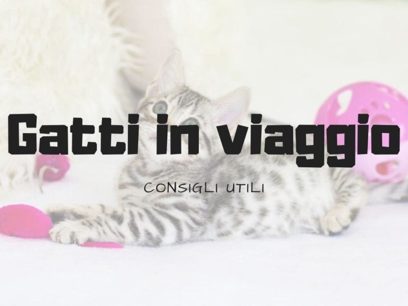 Portare i gatti in vacanza