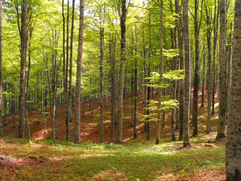 Bosco del Cansiglio
