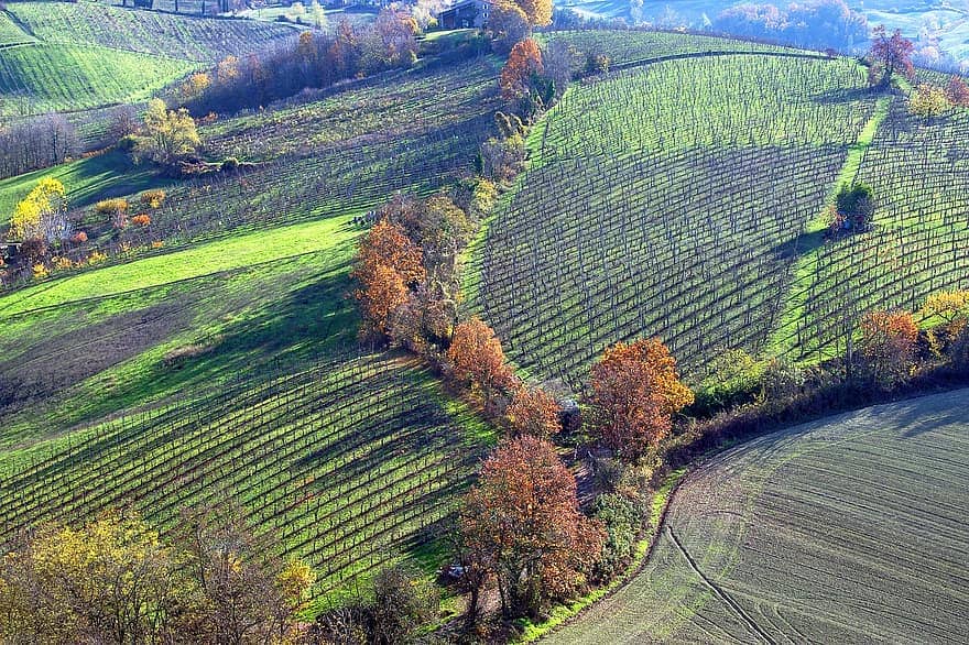 Colli piacentini