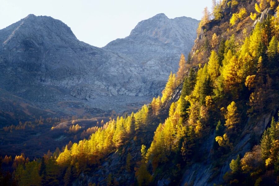 Val Masino