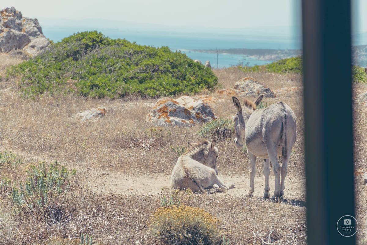 Asinelli Isola Asinara