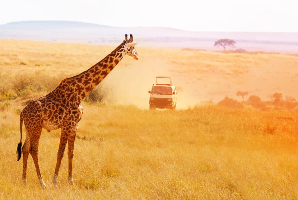 Safari in Africa