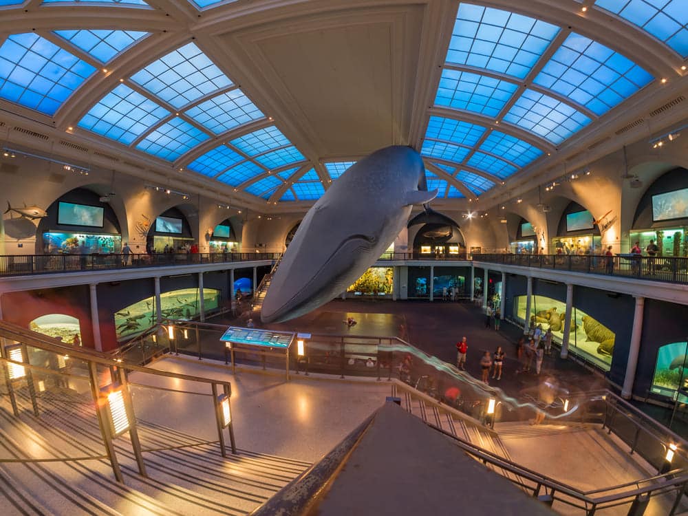 Sala di vita marina presso il Museo Americano di Storia Naturale di New York