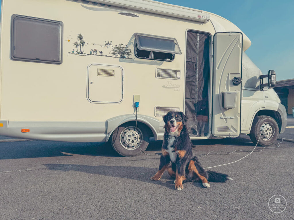 in-camper-con-paloma