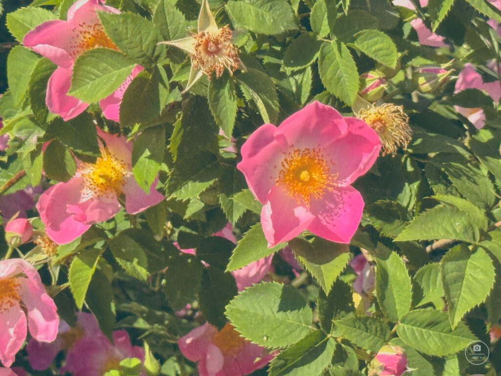 rose-galliche-roseto-di-villa-della-porta-bozzolo